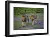 Africa. Tanzania. Male African lions at Ndutu, Serengeti National Park.-Ralph H. Bendjebar-Framed Photographic Print