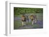 Africa. Tanzania. Male African lions at Ndutu, Serengeti National Park.-Ralph H. Bendjebar-Framed Photographic Print