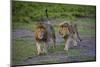 Africa. Tanzania. Male African lions at Ndutu, Serengeti National Park.-Ralph H. Bendjebar-Mounted Photographic Print