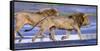 Africa. Tanzania. Male African lions at Ndutu, Serengeti National Park.-Ralph H. Bendjebar-Framed Stretched Canvas