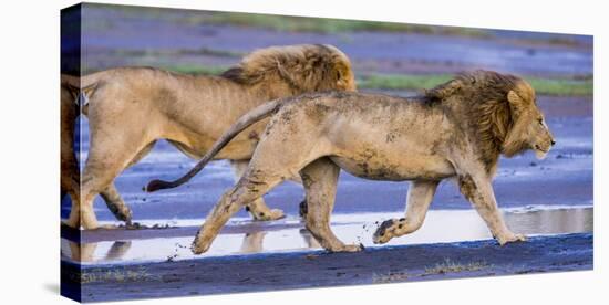 Africa. Tanzania. Male African lions at Ndutu, Serengeti National Park.-Ralph H. Bendjebar-Stretched Canvas