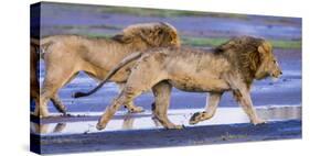 Africa. Tanzania. Male African lions at Ndutu, Serengeti National Park.-Ralph H. Bendjebar-Stretched Canvas