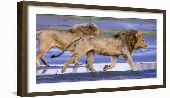 Africa. Tanzania. Male African lions at Ndutu, Serengeti National Park.-Ralph H. Bendjebar-Framed Photographic Print