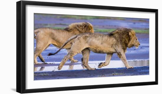 Africa. Tanzania. Male African lions at Ndutu, Serengeti National Park.-Ralph H. Bendjebar-Framed Photographic Print
