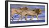 Africa. Tanzania. Male African lions at Ndutu, Serengeti National Park.-Ralph H. Bendjebar-Framed Photographic Print