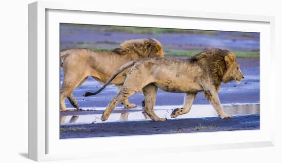 Africa. Tanzania. Male African lions at Ndutu, Serengeti National Park.-Ralph H. Bendjebar-Framed Photographic Print