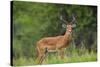 Africa. Tanzania. Male Impala Serengeti National Park.-Ralph H. Bendjebar-Stretched Canvas