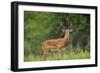 Africa. Tanzania. Male Impala Serengeti National Park.-Ralph H. Bendjebar-Framed Photographic Print