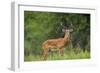 Africa. Tanzania. Male Impala Serengeti National Park.-Ralph H. Bendjebar-Framed Photographic Print