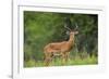 Africa. Tanzania. Male Impala Serengeti National Park.-Ralph H. Bendjebar-Framed Photographic Print