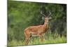 Africa. Tanzania. Male Impala Serengeti National Park.-Ralph H. Bendjebar-Mounted Photographic Print