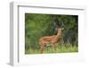 Africa. Tanzania. Male Impala Serengeti National Park.-Ralph H. Bendjebar-Framed Photographic Print