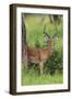 Africa. Tanzania. Male Impala Serengeti National Park.-Ralph H. Bendjebar-Framed Photographic Print