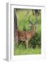 Africa. Tanzania. Male Impala Serengeti National Park.-Ralph H. Bendjebar-Framed Photographic Print