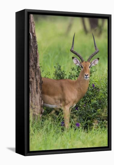 Africa. Tanzania. Male Impala Serengeti National Park.-Ralph H. Bendjebar-Framed Stretched Canvas