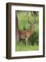 Africa. Tanzania. Male Impala Serengeti National Park.-Ralph H. Bendjebar-Framed Photographic Print