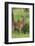 Africa. Tanzania. Male Impala Serengeti National Park.-Ralph H. Bendjebar-Framed Photographic Print