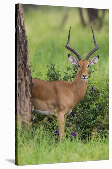 Africa. Tanzania. Male Impala Serengeti National Park.-Ralph H. Bendjebar-Stretched Canvas