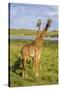 Africa. Tanzania. Masai giraffes at Arusha National Park.-Ralph H^ Bendjebar-Stretched Canvas