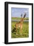 Africa. Tanzania. Masai giraffes at Arusha National Park.-Ralph H^ Bendjebar-Framed Photographic Print