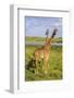 Africa. Tanzania. Masai giraffes at Arusha National Park.-Ralph H^ Bendjebar-Framed Photographic Print