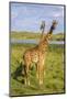 Africa. Tanzania. Masai giraffes at Arusha National Park.-Ralph H^ Bendjebar-Mounted Photographic Print