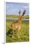 Africa. Tanzania. Masai giraffes at Arusha National Park.-Ralph H^ Bendjebar-Framed Photographic Print