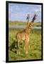 Africa. Tanzania. Masai giraffes at Arusha National Park.-Ralph H^ Bendjebar-Framed Photographic Print