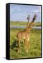 Africa. Tanzania. Masai giraffes at Arusha National Park.-Ralph H^ Bendjebar-Framed Stretched Canvas