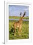 Africa. Tanzania. Masai giraffes at Arusha National Park.-Ralph H^ Bendjebar-Framed Photographic Print