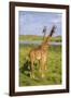 Africa. Tanzania. Masai giraffes at Arusha National Park.-Ralph H^ Bendjebar-Framed Photographic Print