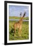 Africa. Tanzania. Masai giraffes at Arusha National Park.-Ralph H^ Bendjebar-Framed Photographic Print