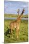 Africa. Tanzania. Masai giraffes at Arusha National Park.-Ralph H^ Bendjebar-Mounted Photographic Print