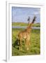 Africa. Tanzania. Masai giraffes at Arusha National Park.-Ralph H^ Bendjebar-Framed Photographic Print