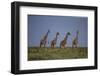 Africa. Tanzania. Masai giraffes at Ndutu, Serengeti National Park.-Ralph H. Bendjebar-Framed Photographic Print