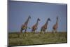 Africa. Tanzania. Masai giraffes at Ndutu, Serengeti National Park.-Ralph H. Bendjebar-Mounted Photographic Print