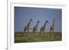 Africa. Tanzania. Masai giraffes at Ndutu, Serengeti National Park.-Ralph H. Bendjebar-Framed Photographic Print