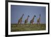 Africa. Tanzania. Masai giraffes at Ndutu, Serengeti National Park.-Ralph H. Bendjebar-Framed Photographic Print