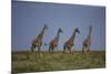 Africa. Tanzania. Masai giraffes at Ndutu, Serengeti National Park.-Ralph H. Bendjebar-Mounted Photographic Print