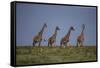 Africa. Tanzania. Masai giraffes at Ndutu, Serengeti National Park.-Ralph H. Bendjebar-Framed Stretched Canvas