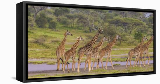 Africa. Tanzania. Masai giraffes at Ndutu, Serengeti National Park.-Ralph H. Bendjebar-Framed Stretched Canvas