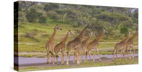 Africa. Tanzania. Masai giraffes at Ndutu, Serengeti National Park.-Ralph H. Bendjebar-Stretched Canvas