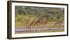 Africa. Tanzania. Masai giraffes at Ndutu, Serengeti National Park.-Ralph H. Bendjebar-Framed Photographic Print