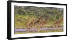 Africa. Tanzania. Masai giraffes at Ndutu, Serengeti National Park.-Ralph H. Bendjebar-Framed Photographic Print