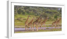 Africa. Tanzania. Masai giraffes at Ndutu, Serengeti National Park.-Ralph H. Bendjebar-Framed Photographic Print