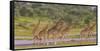 Africa. Tanzania. Masai giraffes at Ndutu, Serengeti National Park.-Ralph H. Bendjebar-Framed Stretched Canvas