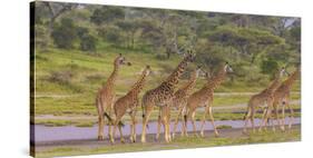 Africa. Tanzania. Masai giraffes at Ndutu, Serengeti National Park.-Ralph H. Bendjebar-Stretched Canvas