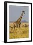 Africa. Tanzania. Masai giraffes at Serengeti National Park.-Ralph H. Bendjebar-Framed Photographic Print