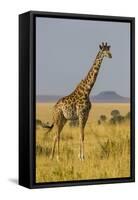 Africa. Tanzania. Masai giraffes at Serengeti National Park.-Ralph H. Bendjebar-Framed Stretched Canvas