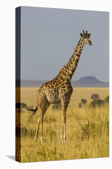 Africa. Tanzania. Masai giraffes at Serengeti National Park.-Ralph H. Bendjebar-Stretched Canvas